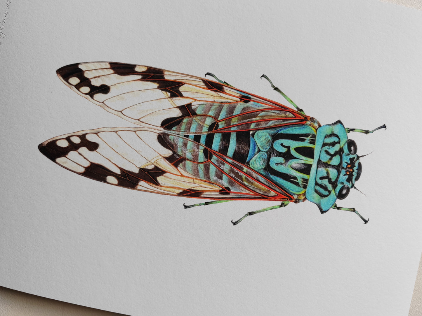 Zammara smaragdina Blue Cicada /emerald cicada limited edition art print A4 size