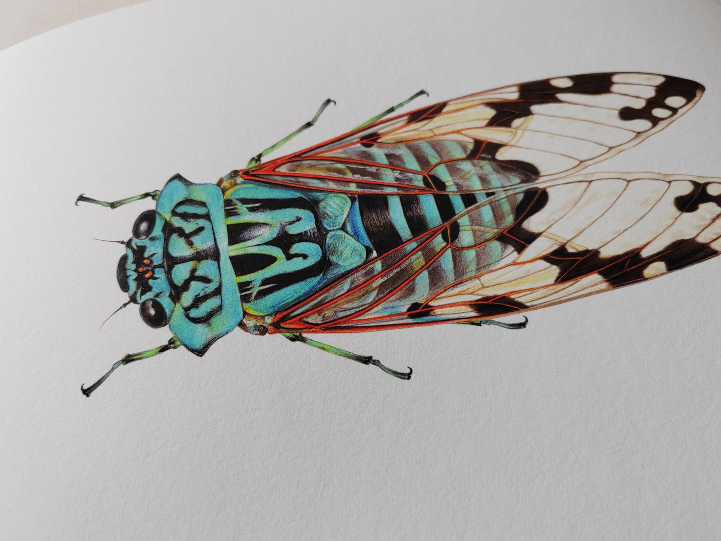 Zammara smaragdina Blue Cicada /emerald cicada limited edition art print A4 size