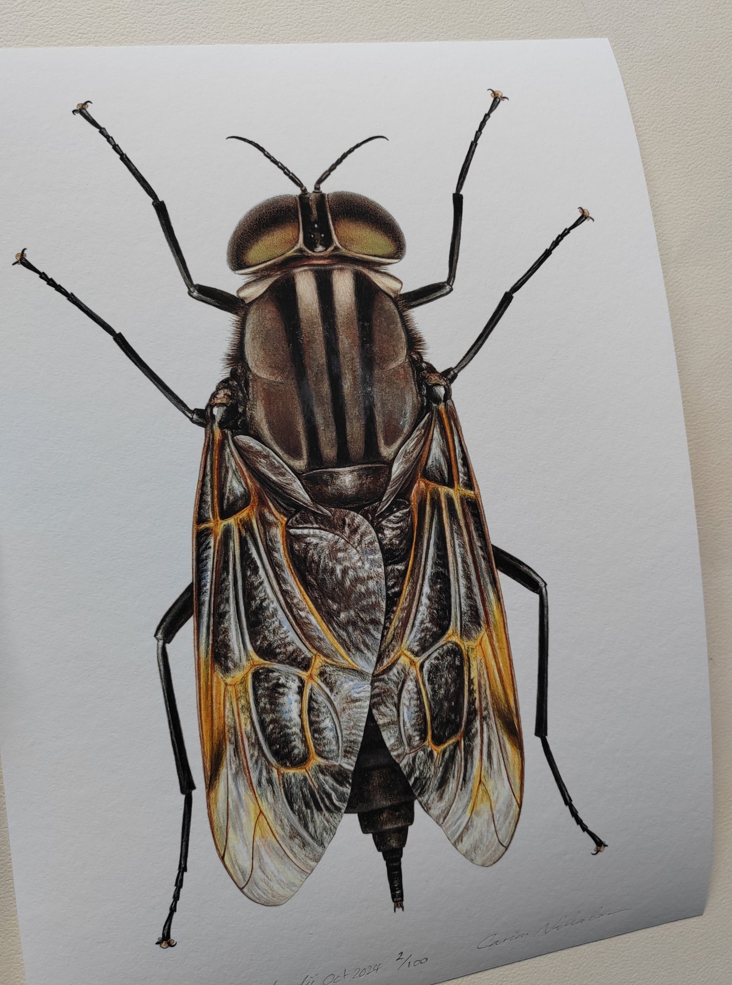 Pantophthalmus bellardii A4 limited edition art print