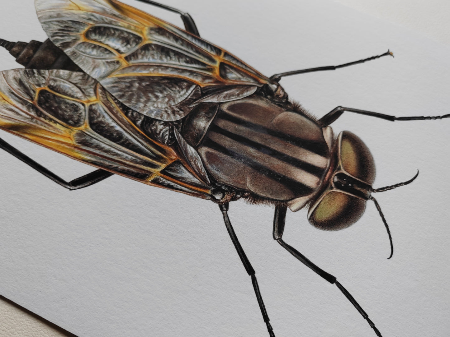 Pantophthalmus bellardii A4 limited edition art print