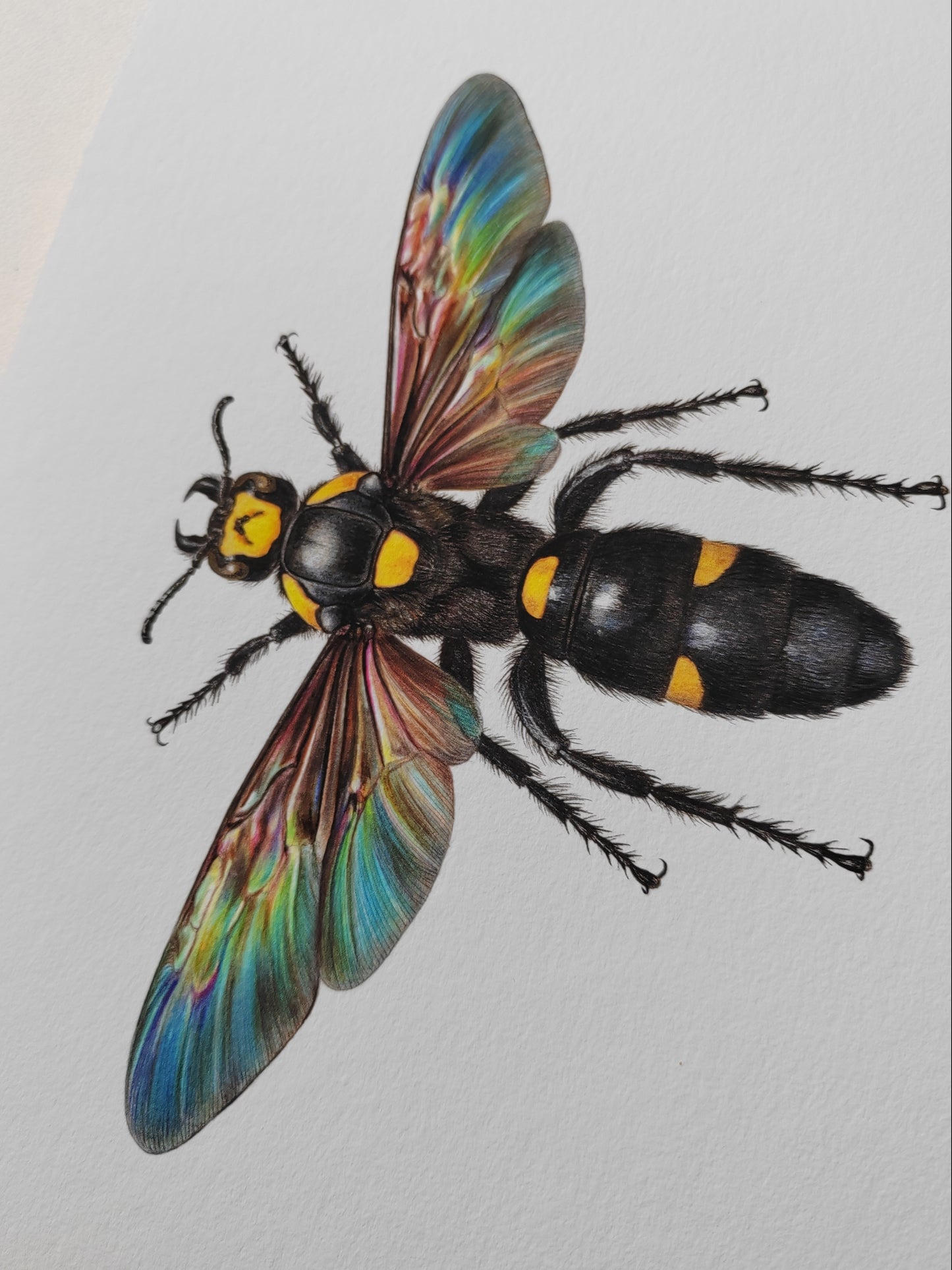 Megascolia procer, giant Mammoth Wasp, A4 size limited edition art print