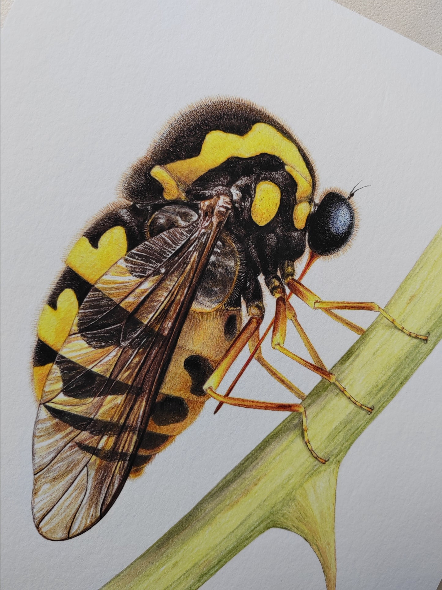 Cyrtus gibbus, small headed fly, limited edition art print A4 size
