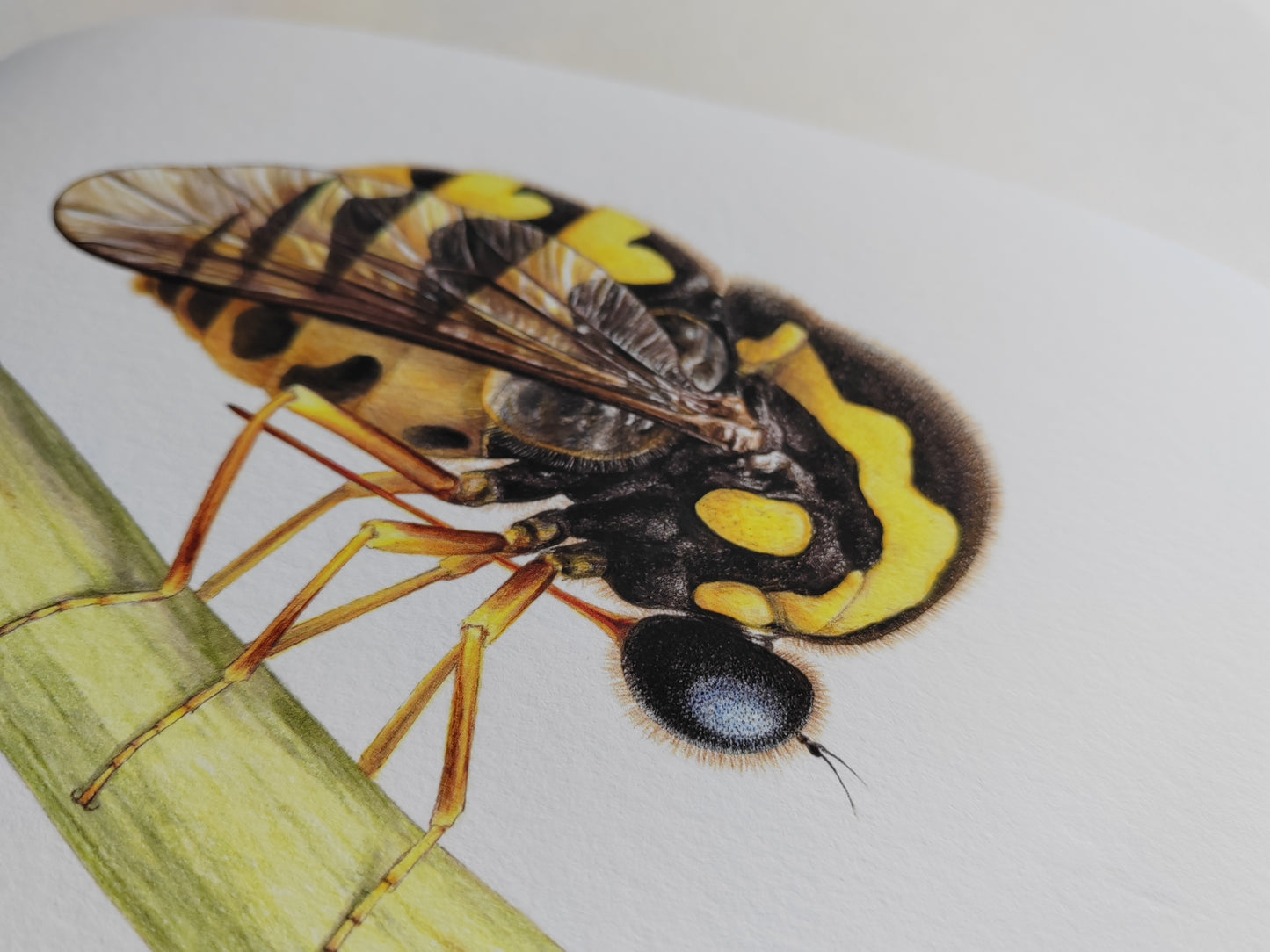 Cyrtus gibbus, small headed fly, limited edition art print A4 size