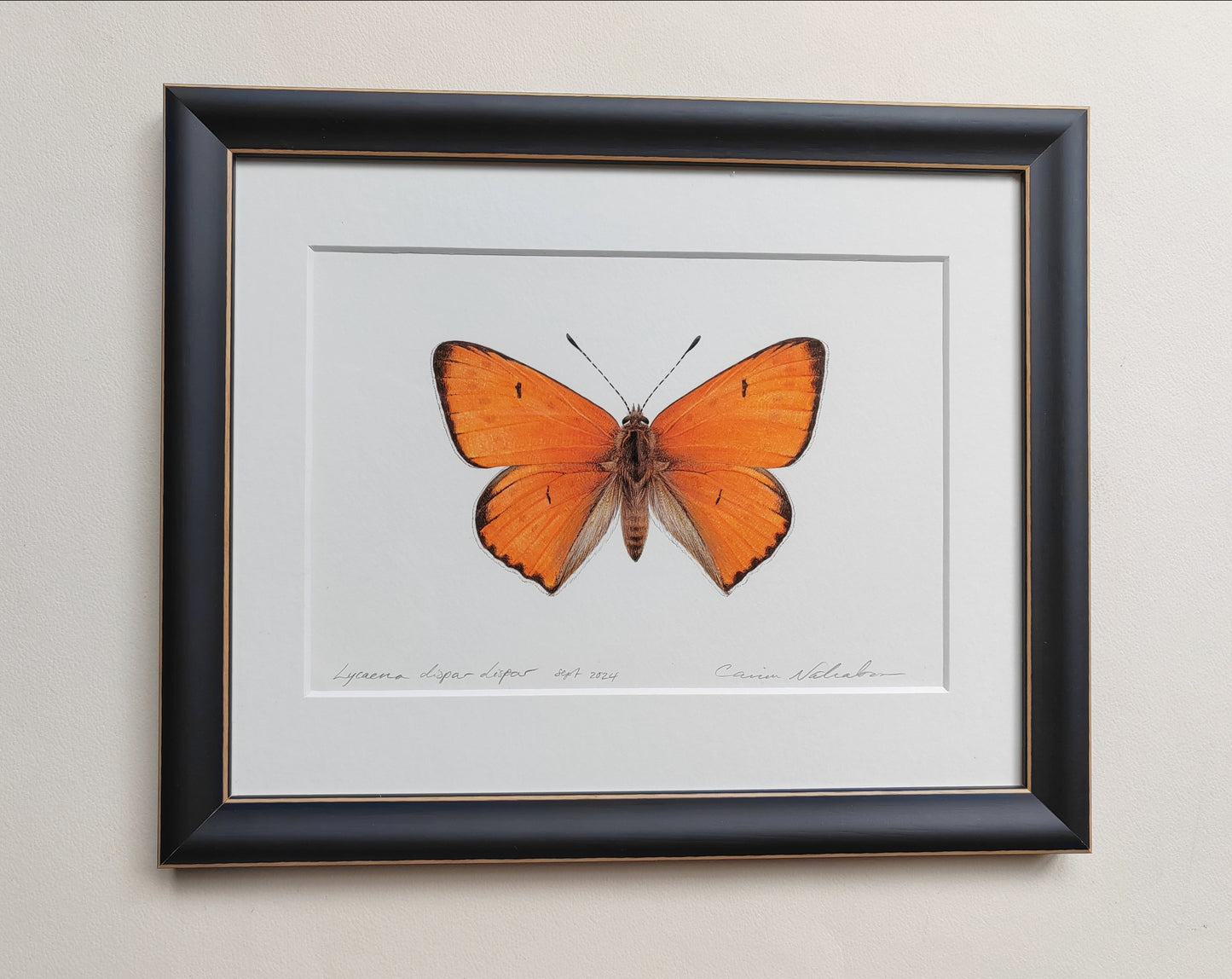 Framed Original - Lycaena dispar dispar, large Copper butterfly (extinct subspecies)
