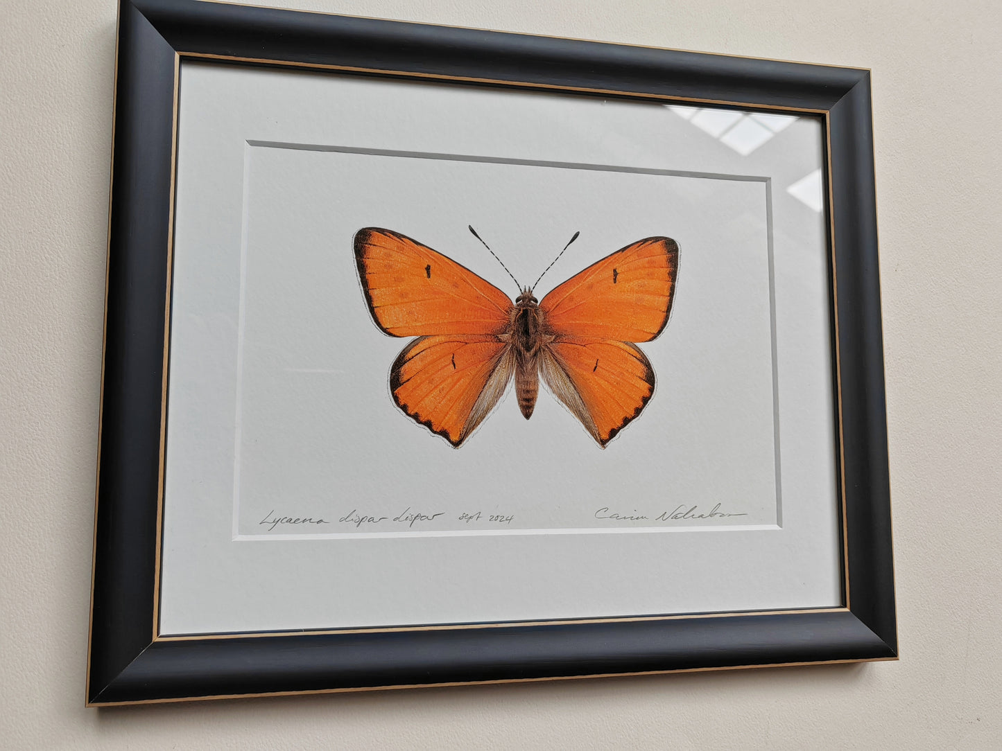 Framed Original - Lycaena dispar dispar, large Copper butterfly (extinct subspecies)