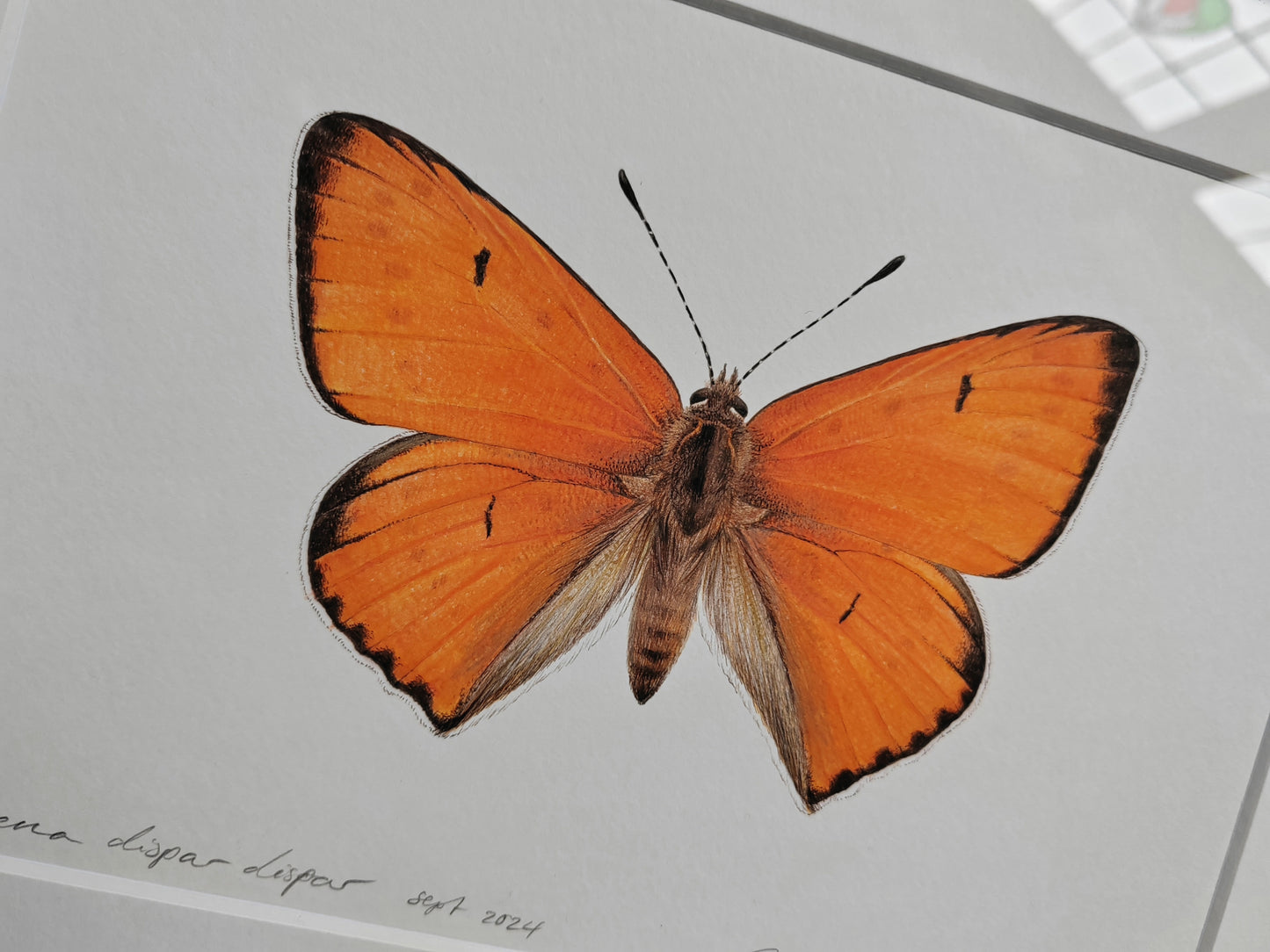 Framed Original - Lycaena dispar dispar, large Copper butterfly (extinct subspecies)