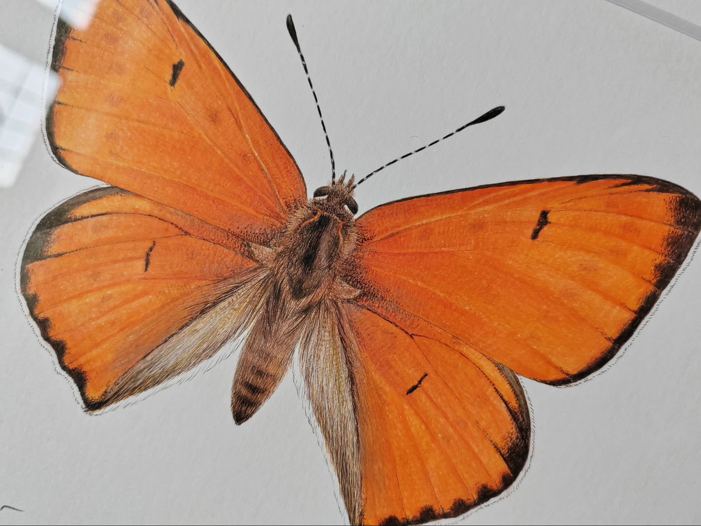 Framed Original - Lycaena dispar dispar, large Copper butterfly (extinct subspecies)