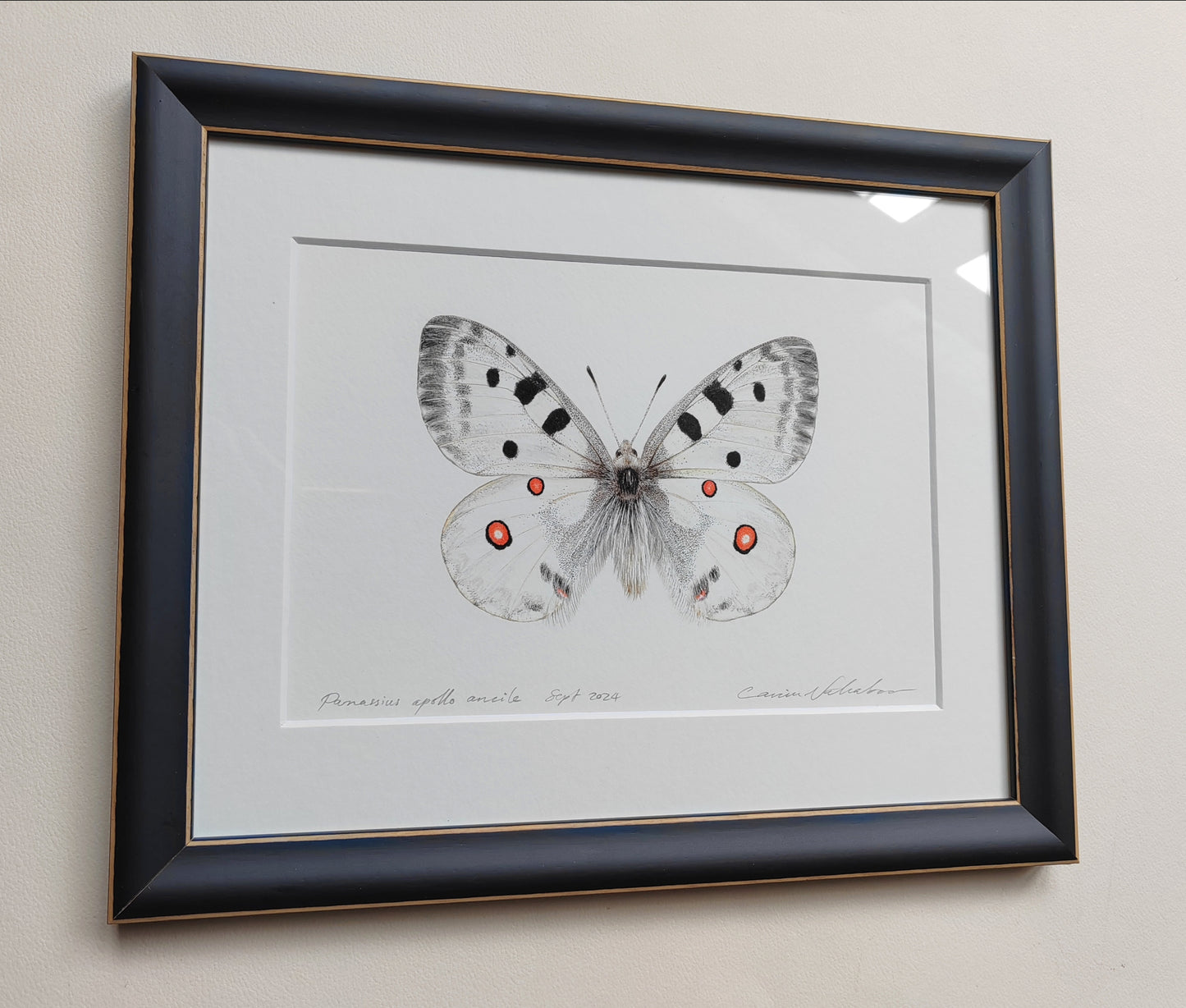 Framed Original - Parnassius apollo ancile