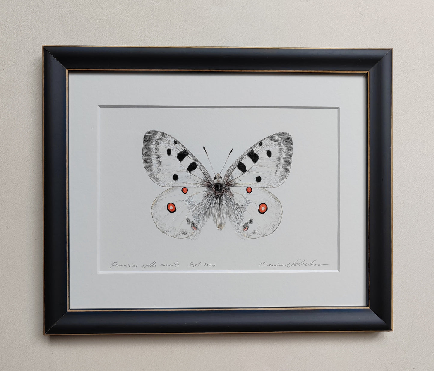 Framed Original - Parnassius apollo ancile