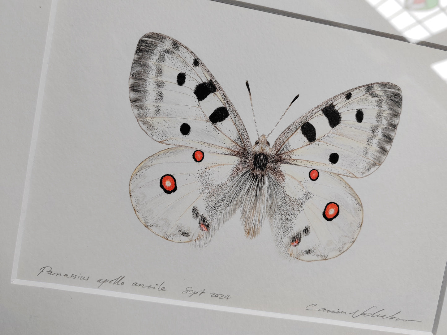 Framed Original - Parnassius apollo ancile