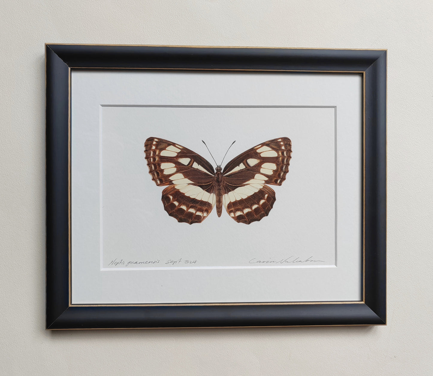 Framed Original - Neptis guamensis, extinct Guam Glider butterfly