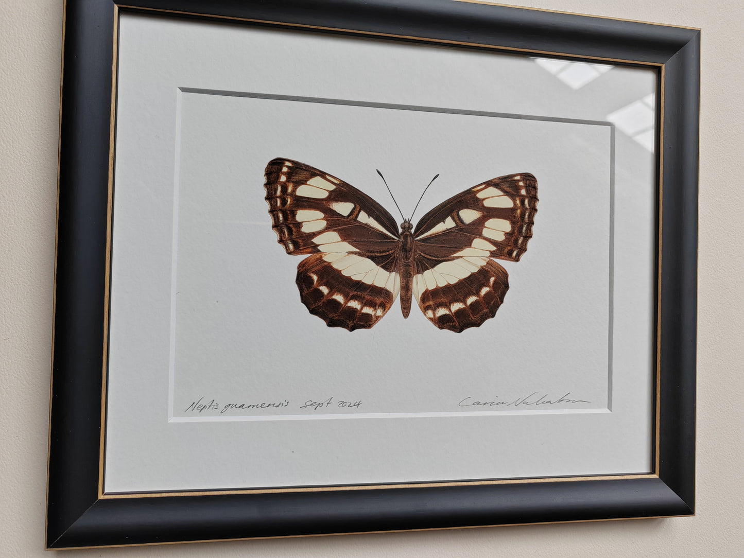 Framed Original - Neptis guamensis, extinct Guam Glider butterfly