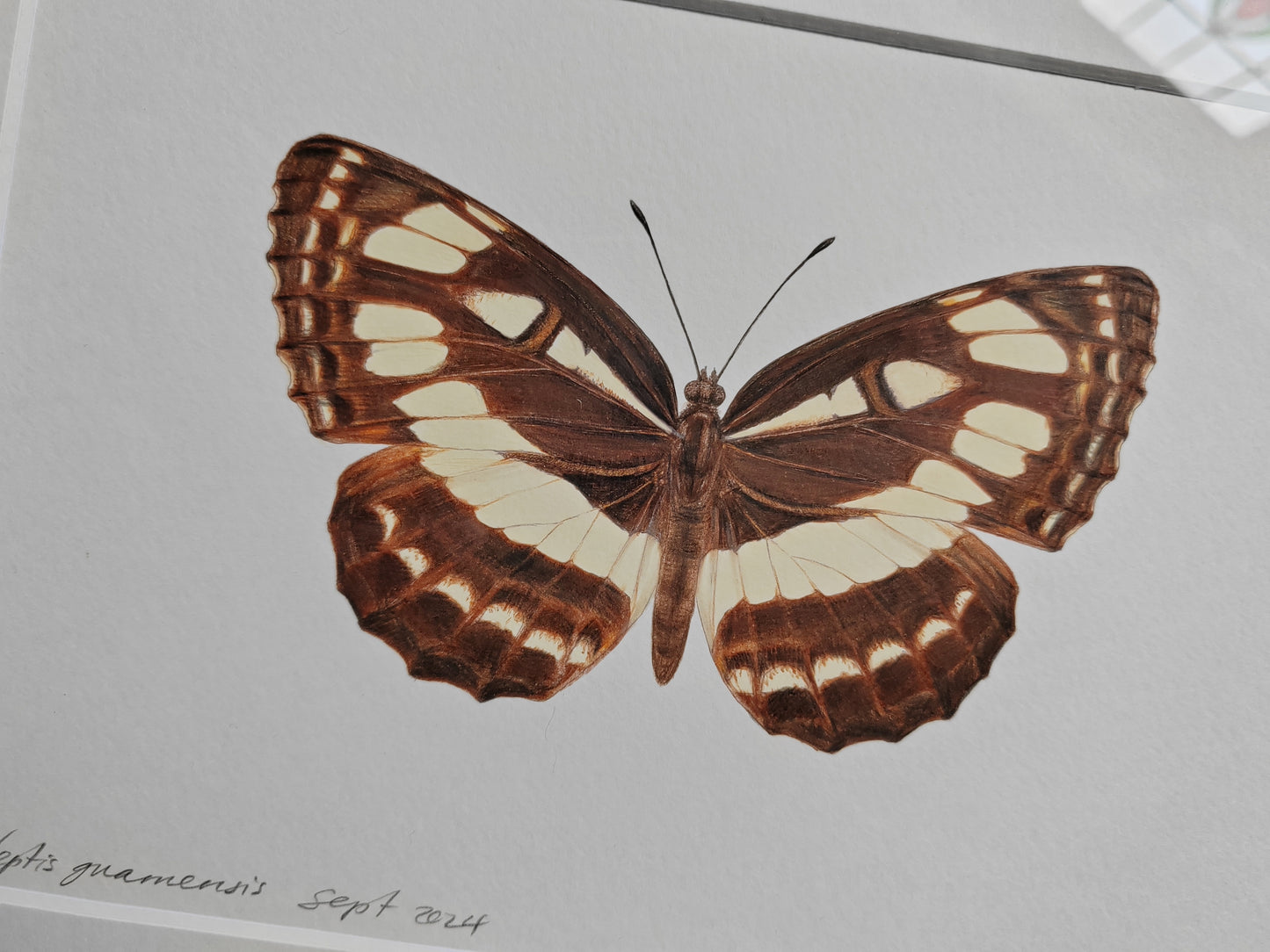 Framed Original - Neptis guamensis, extinct Guam Glider butterfly