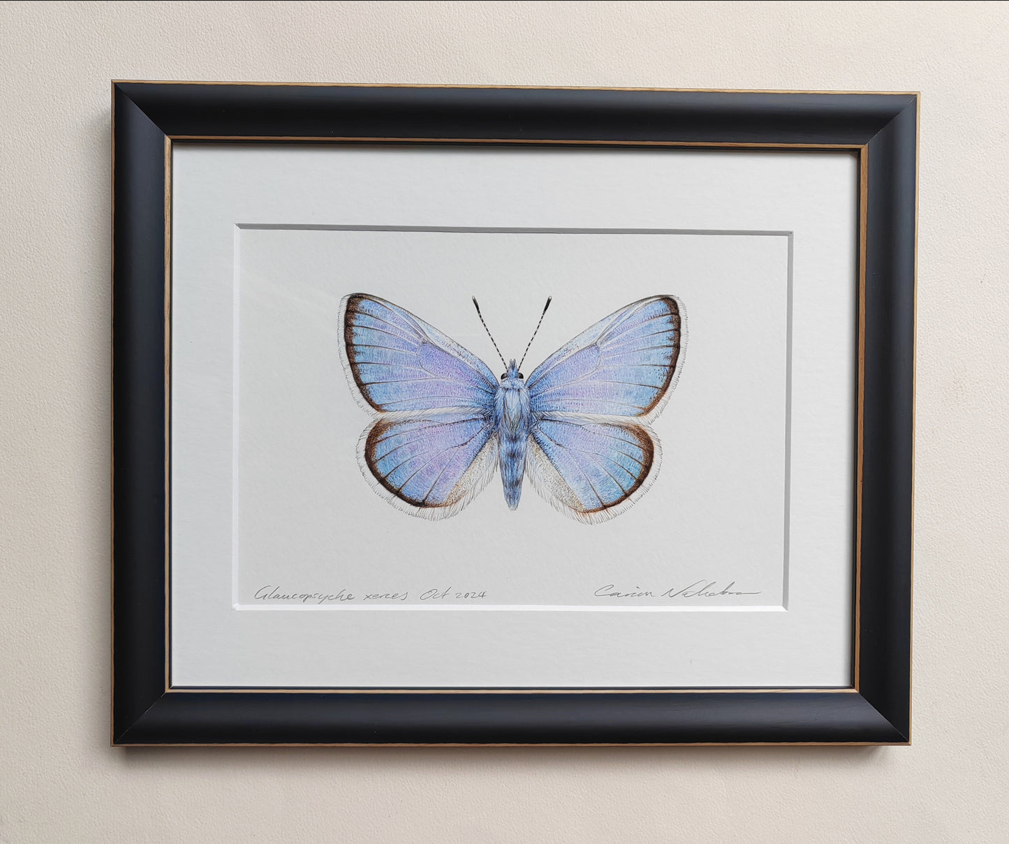 Framed Original - Glaucopsyche xerces, the Extinct Xerces Blue