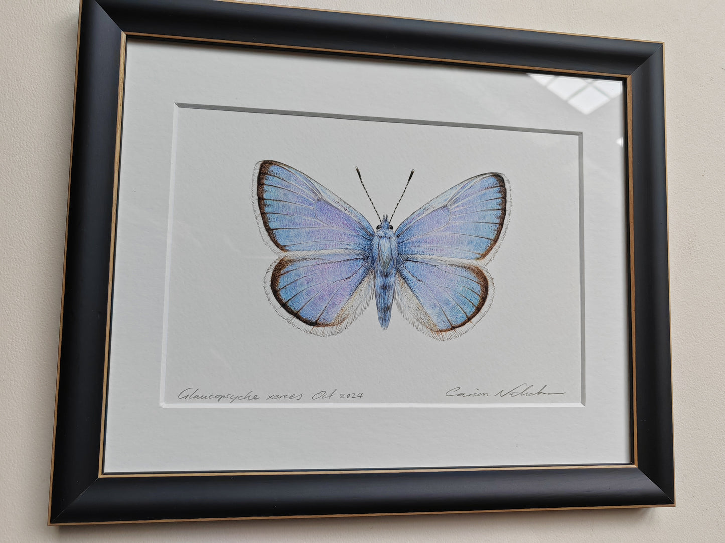 Framed Original - Glaucopsyche xerces, the Extinct Xerces Blue
