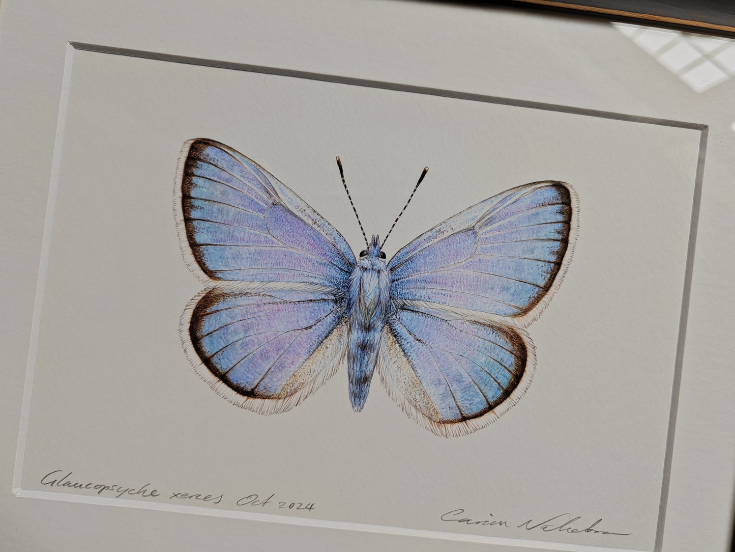 Framed Original - Glaucopsyche xerces, the Extinct Xerces Blue