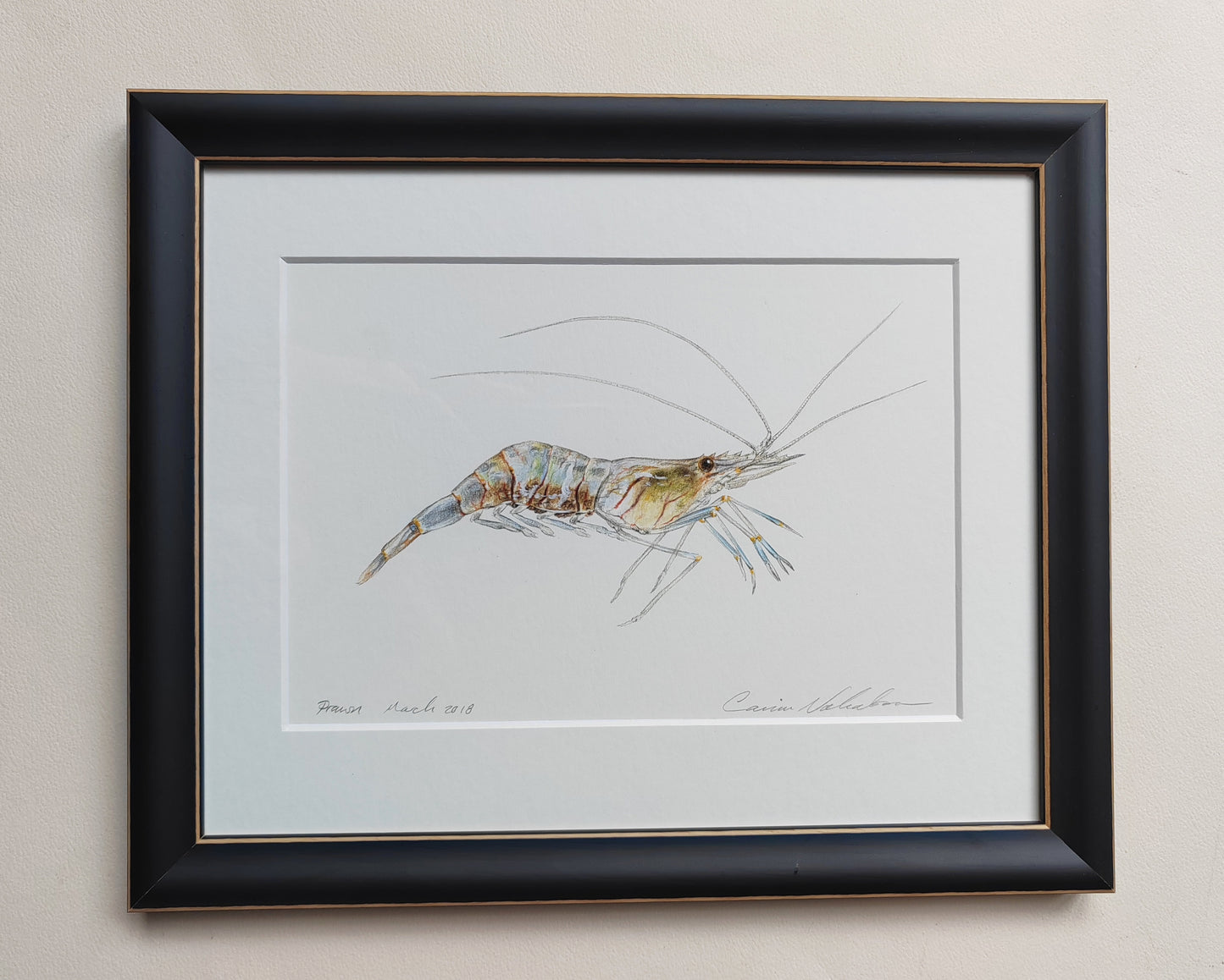 Framed Original - Prawn illustration