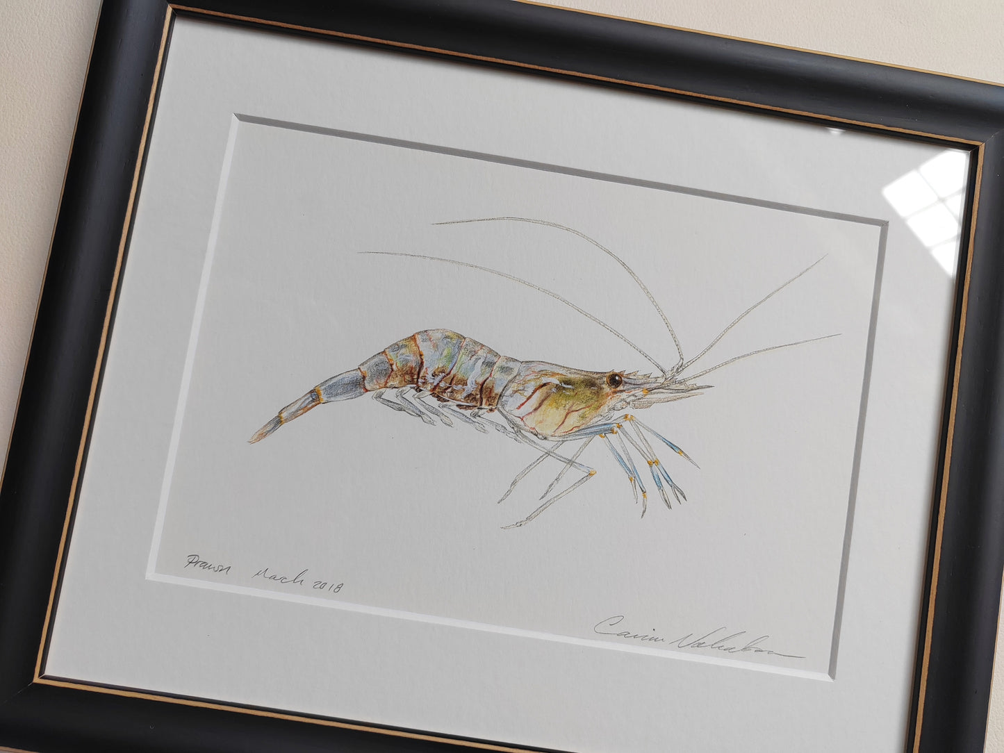 Framed Original - Prawn illustration