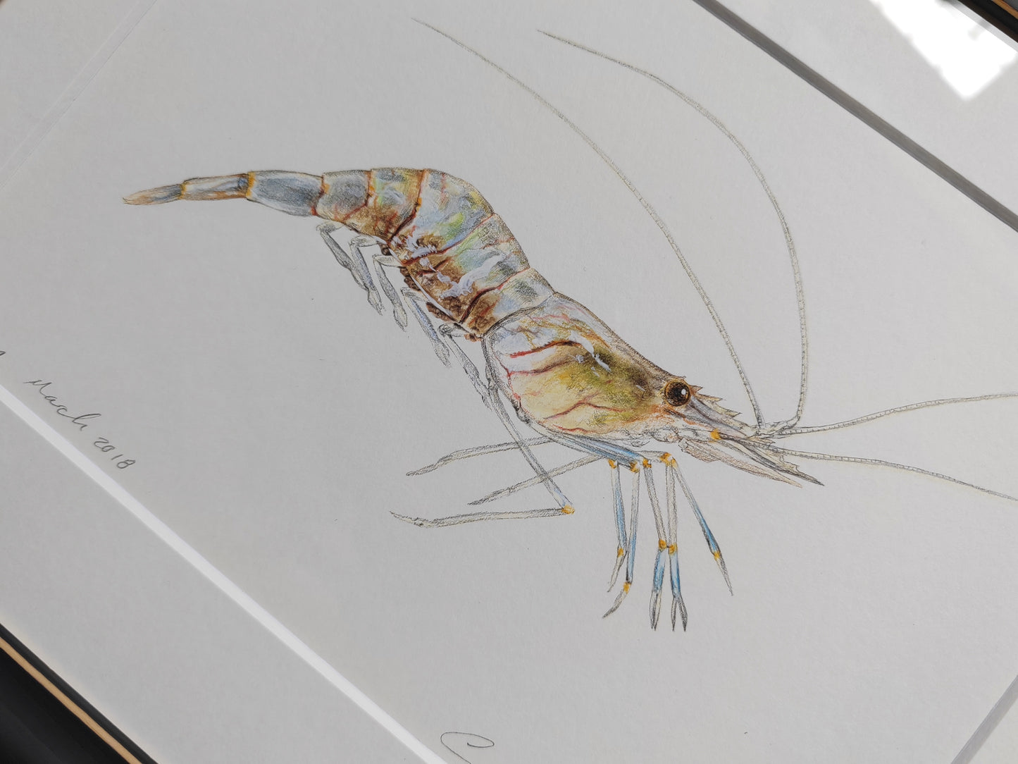 Framed Original - Prawn illustration