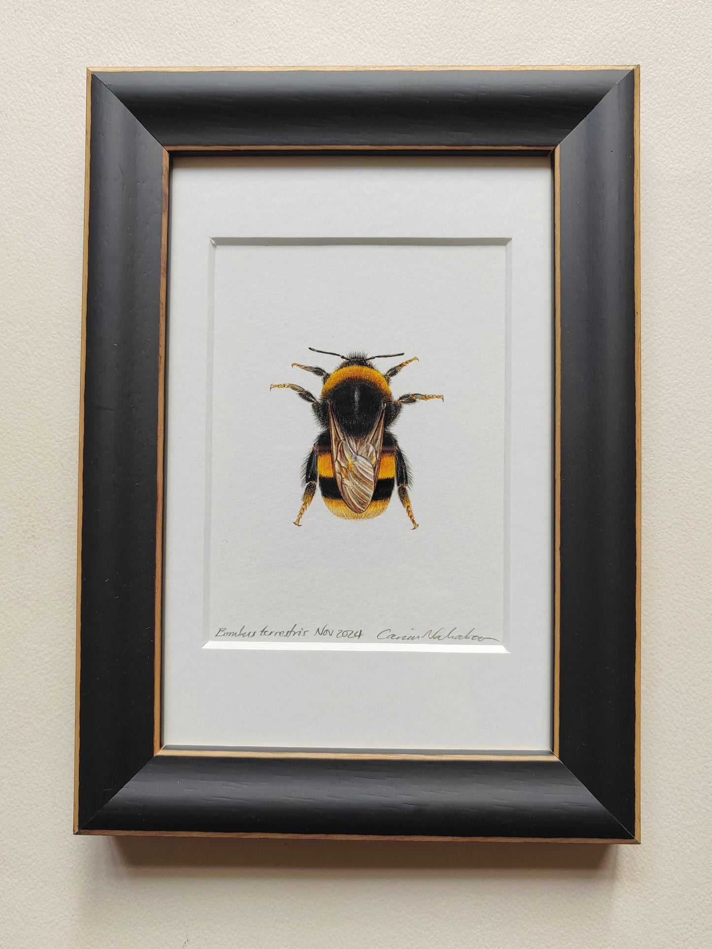 Framed Original - Bumblebee, Bombus terrestris (Queen)