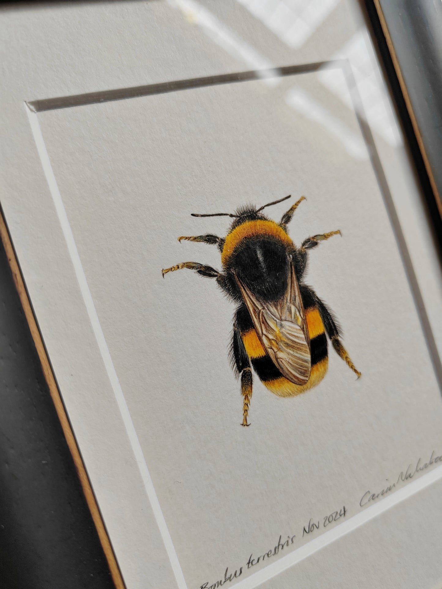 Framed Original - Bumblebee, Bombus terrestris (Queen)