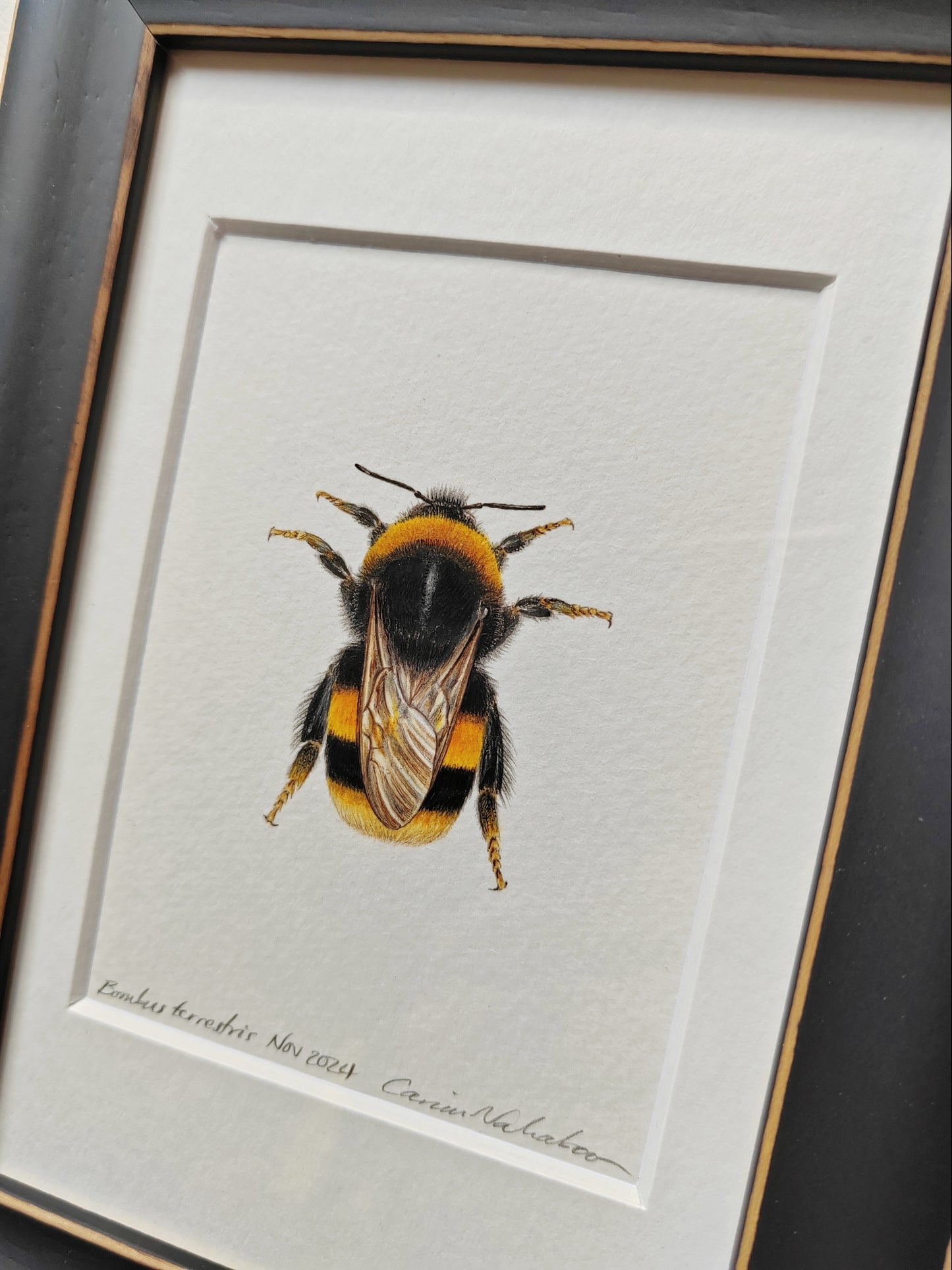 Framed Original - Bumblebee, Bombus terrestris (Queen)
