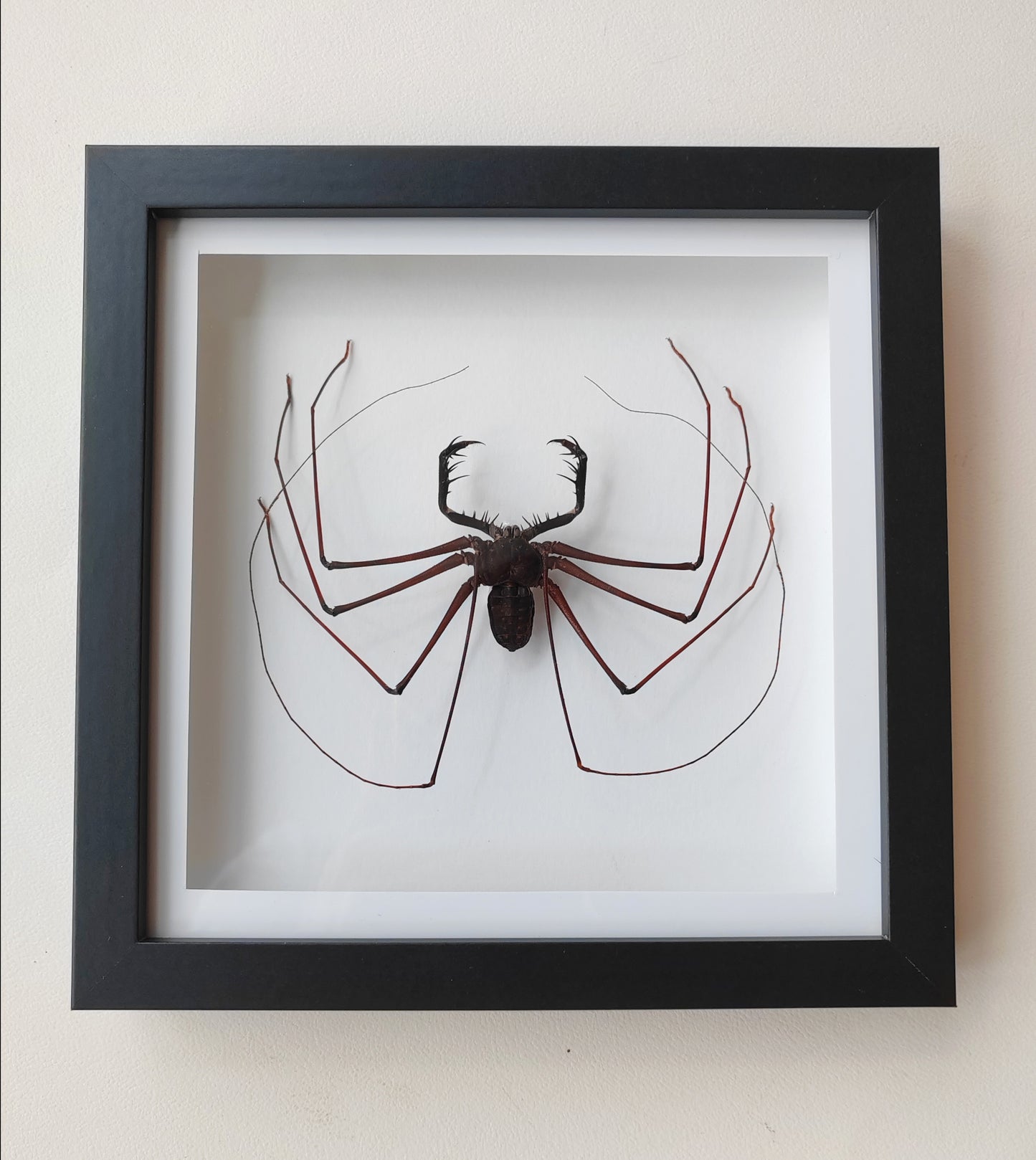 Giant Whip Spider, Phryna sp. Real framed specimen