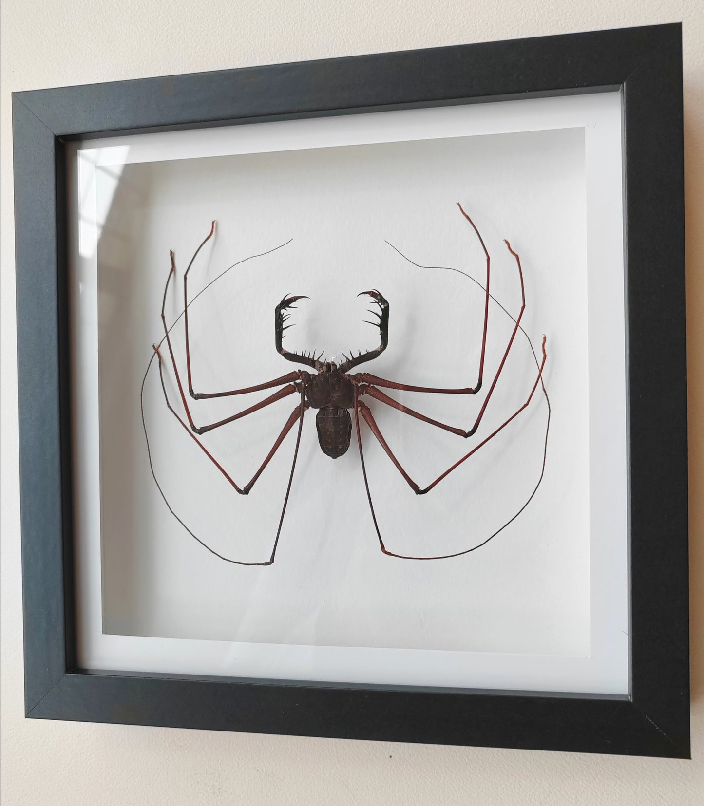 Giant Whip Spider, Phryna sp. Real framed specimen