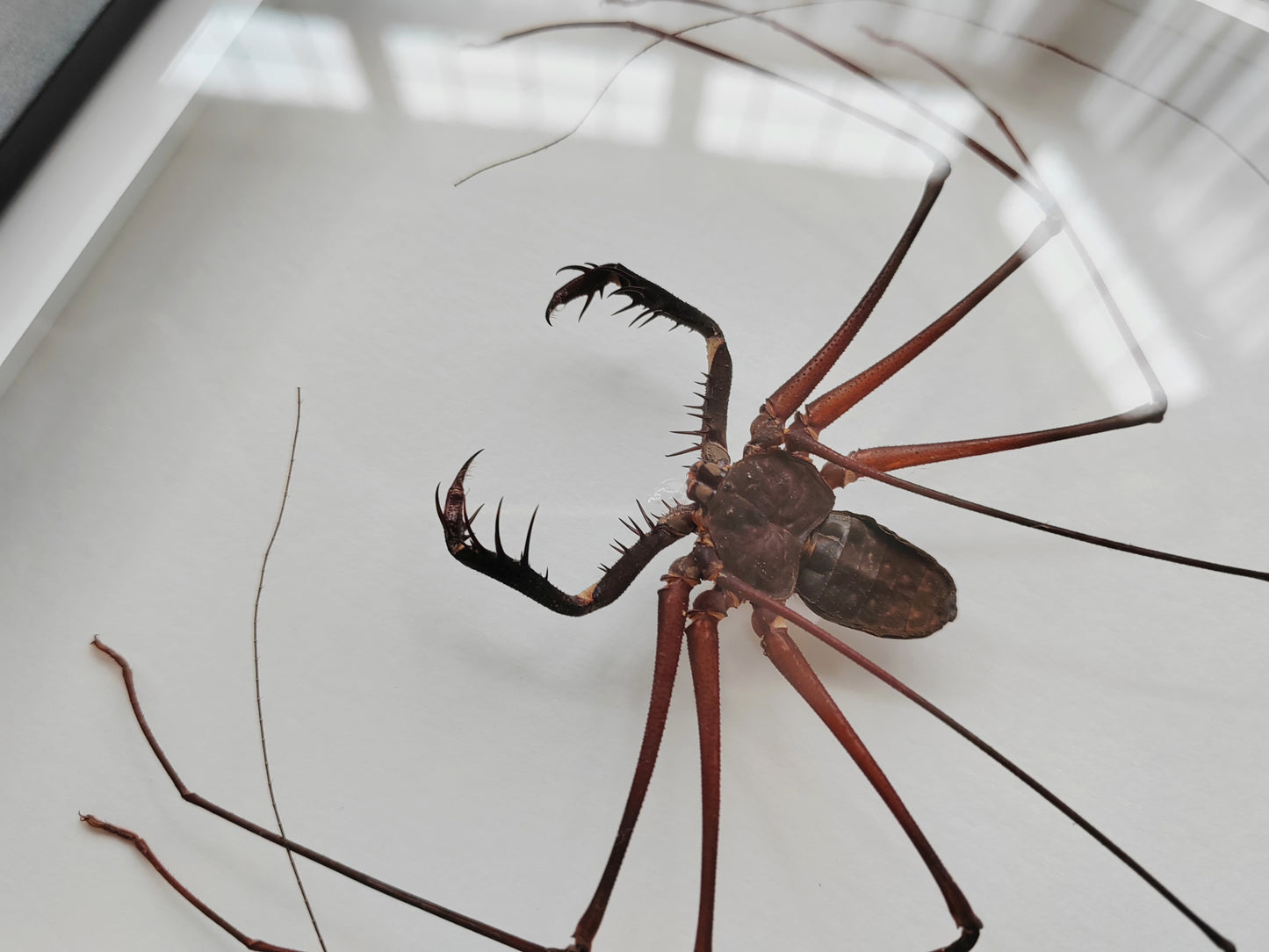 Giant Whip Spider, Phryna sp. Real framed specimen