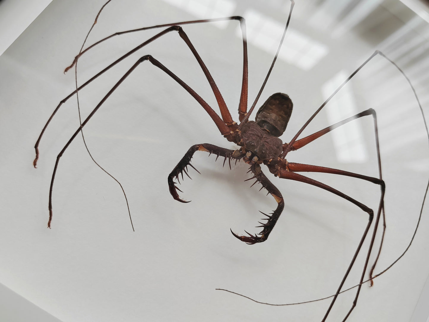 Giant Whip Spider, Phryna sp. Real framed specimen