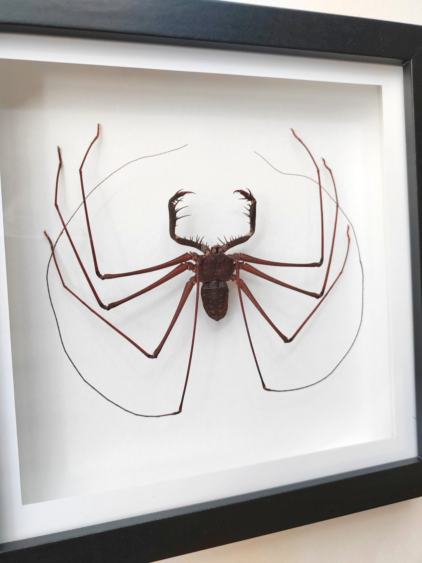 Giant Whip Spider, Phryna sp. Real framed specimen