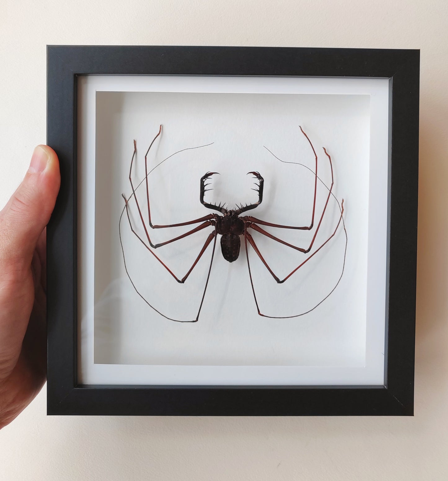 Giant Whip Spider, Phryna sp. Real framed specimen