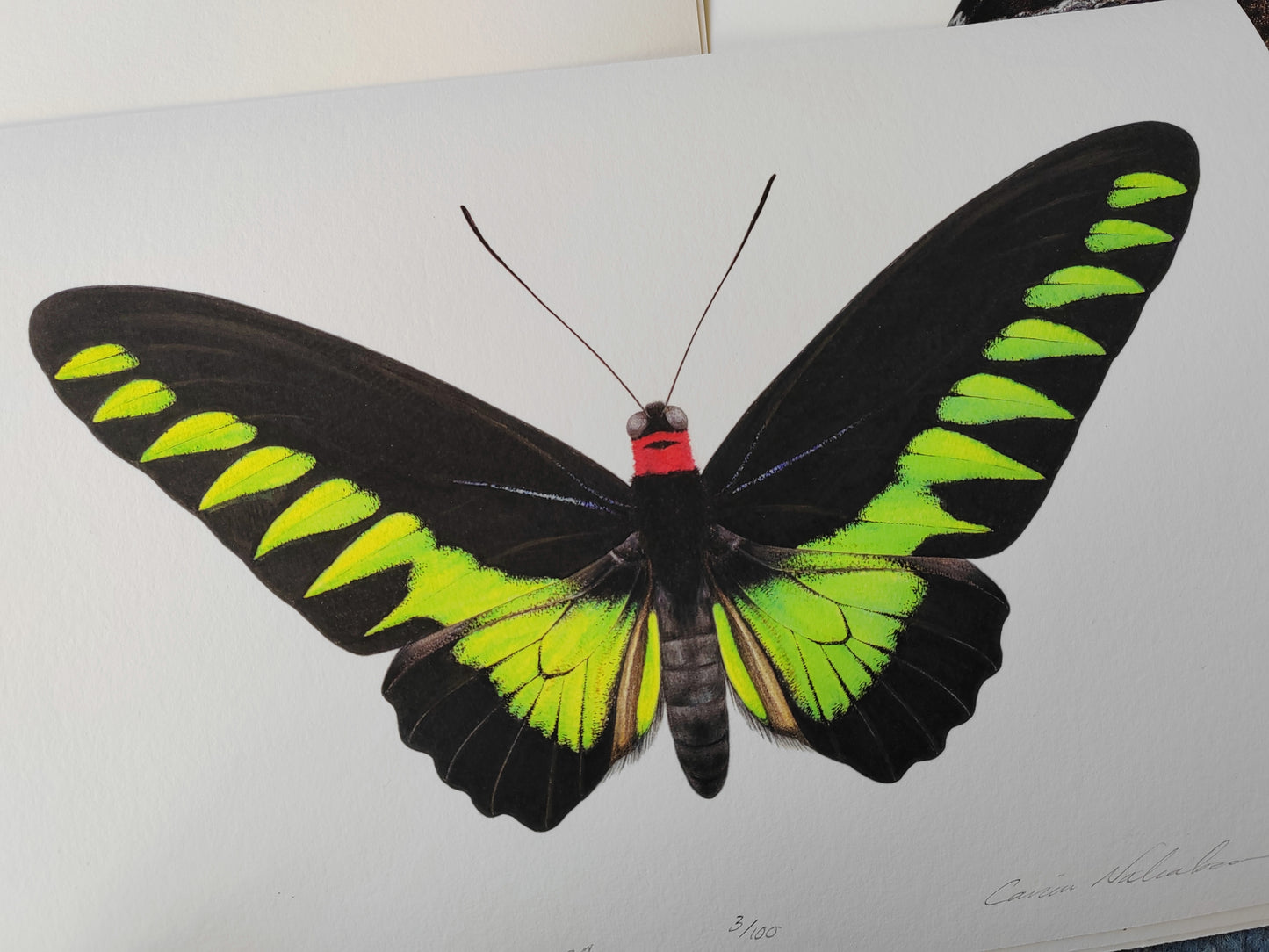 Trogonoptera brookiana, Rajah Brooke's Birdwing A4 limited edition art print