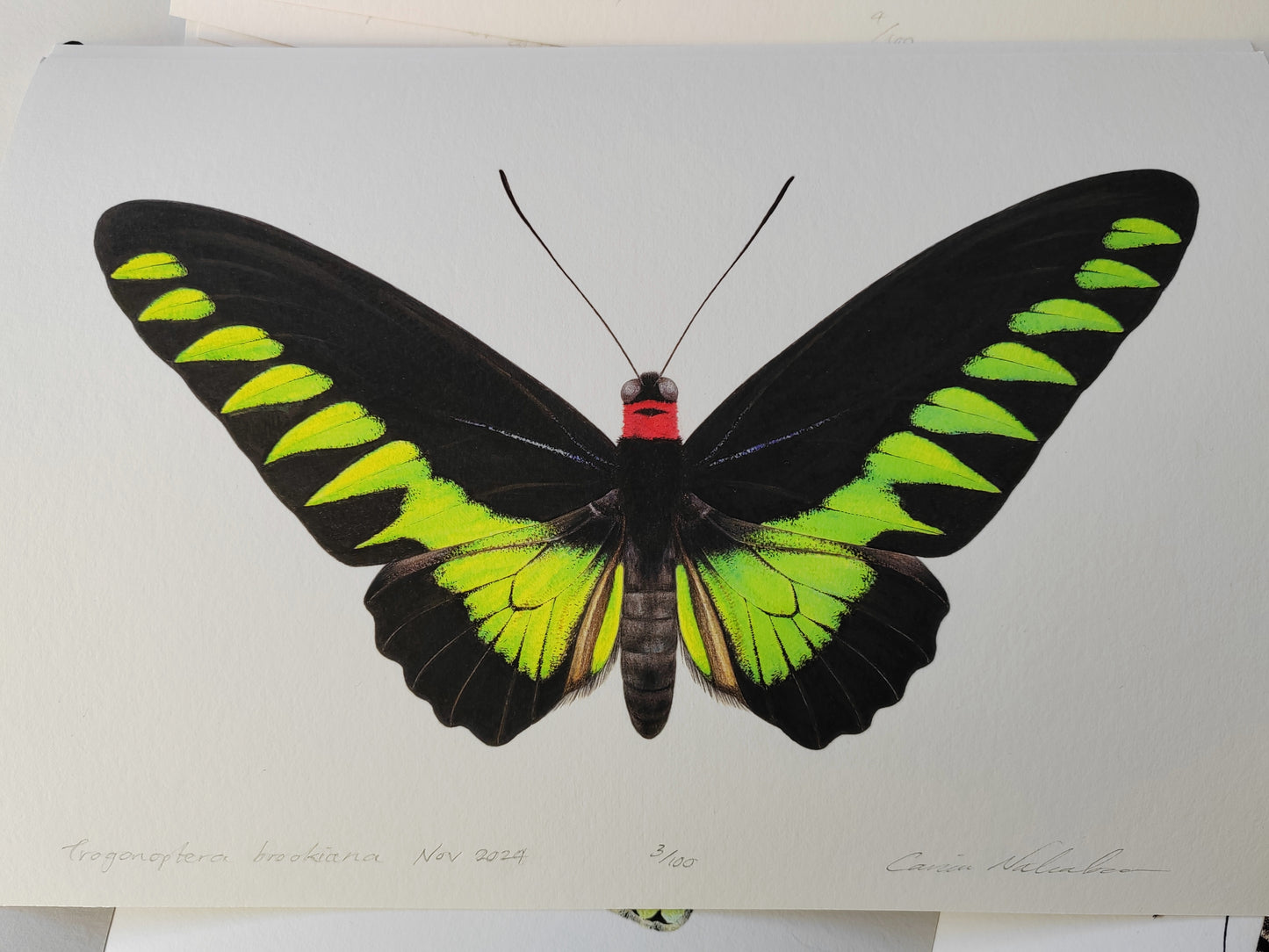 Trogonoptera brookiana, Rajah Brooke's Birdwing A4 limited edition art print