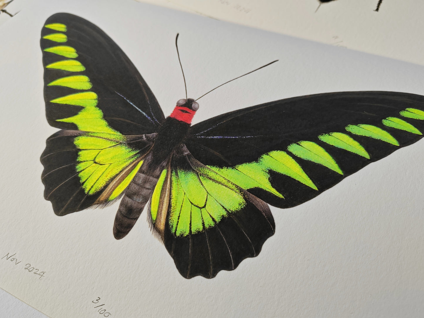 Trogonoptera brookiana, Rajah Brooke's Birdwing A4 limited edition art print
