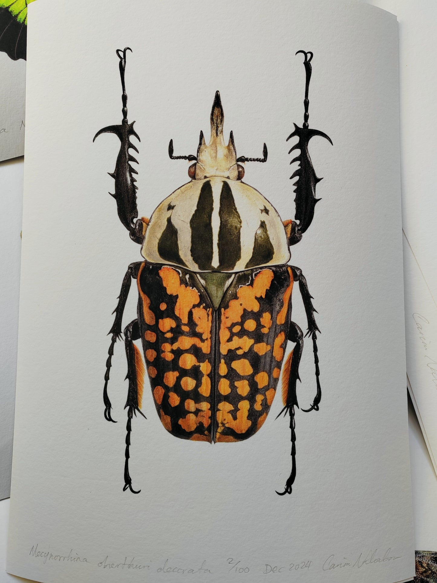 Mecynorrhina oberthuri decorata, A4 size limited edition art print