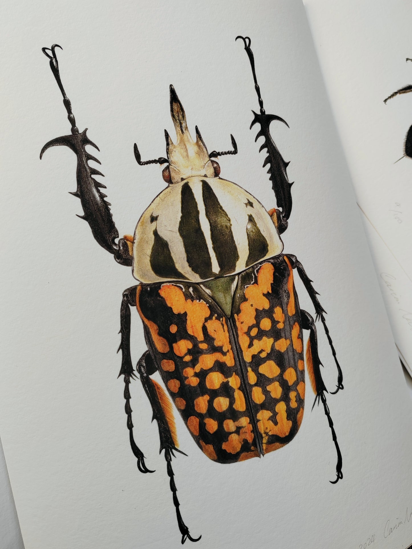 Mecynorrhina oberthuri decorata, A4 size limited edition art print