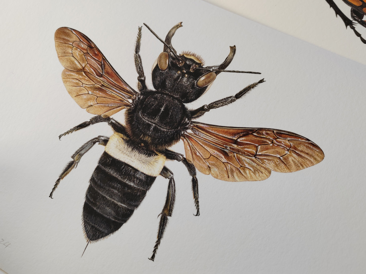 Megachile pluto, A4 sized limited edition art print, Wallace's Giant Bee (2024)