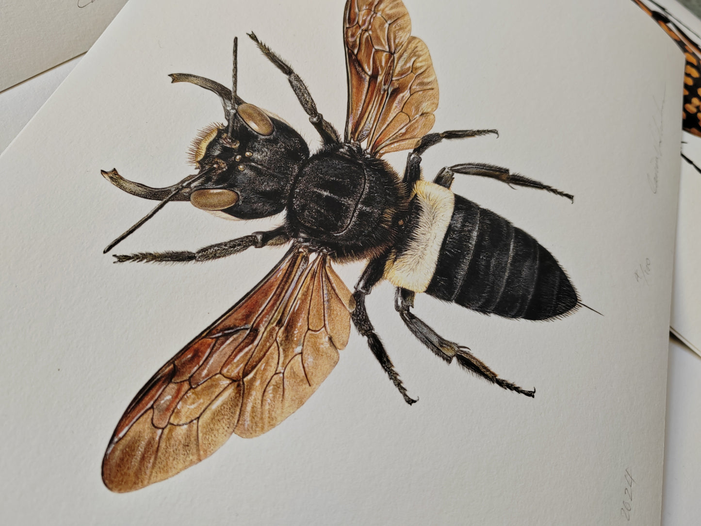 Megachile pluto, A4 sized limited edition art print, Wallace's Giant Bee (2024)