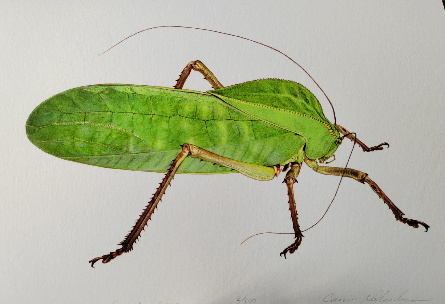 Siliquofera grandis, giant Hooded Katydid A4 size limited edition art print
