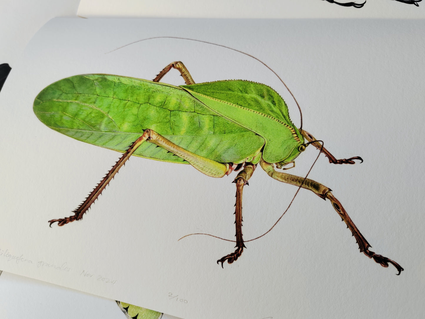 Siliquofera grandis, giant Hooded Katydid A4 size limited edition art print