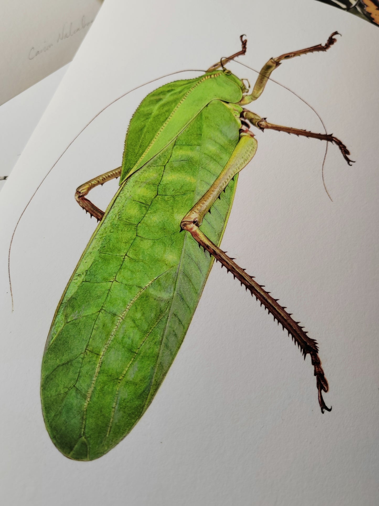 Siliquofera grandis, giant Hooded Katydid A4 size limited edition art print