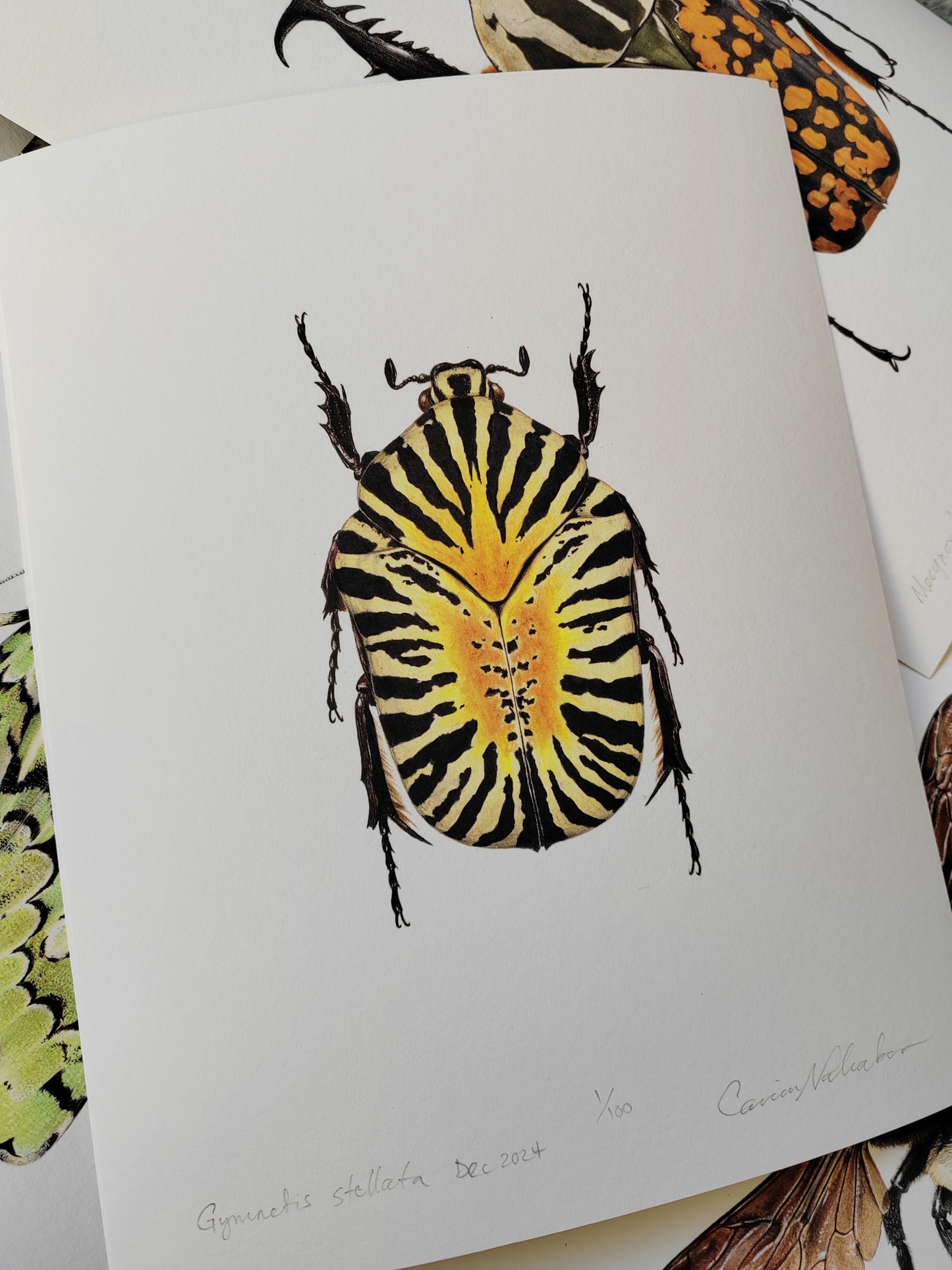 Gymnetis stellata, 10x8" limited edition art print