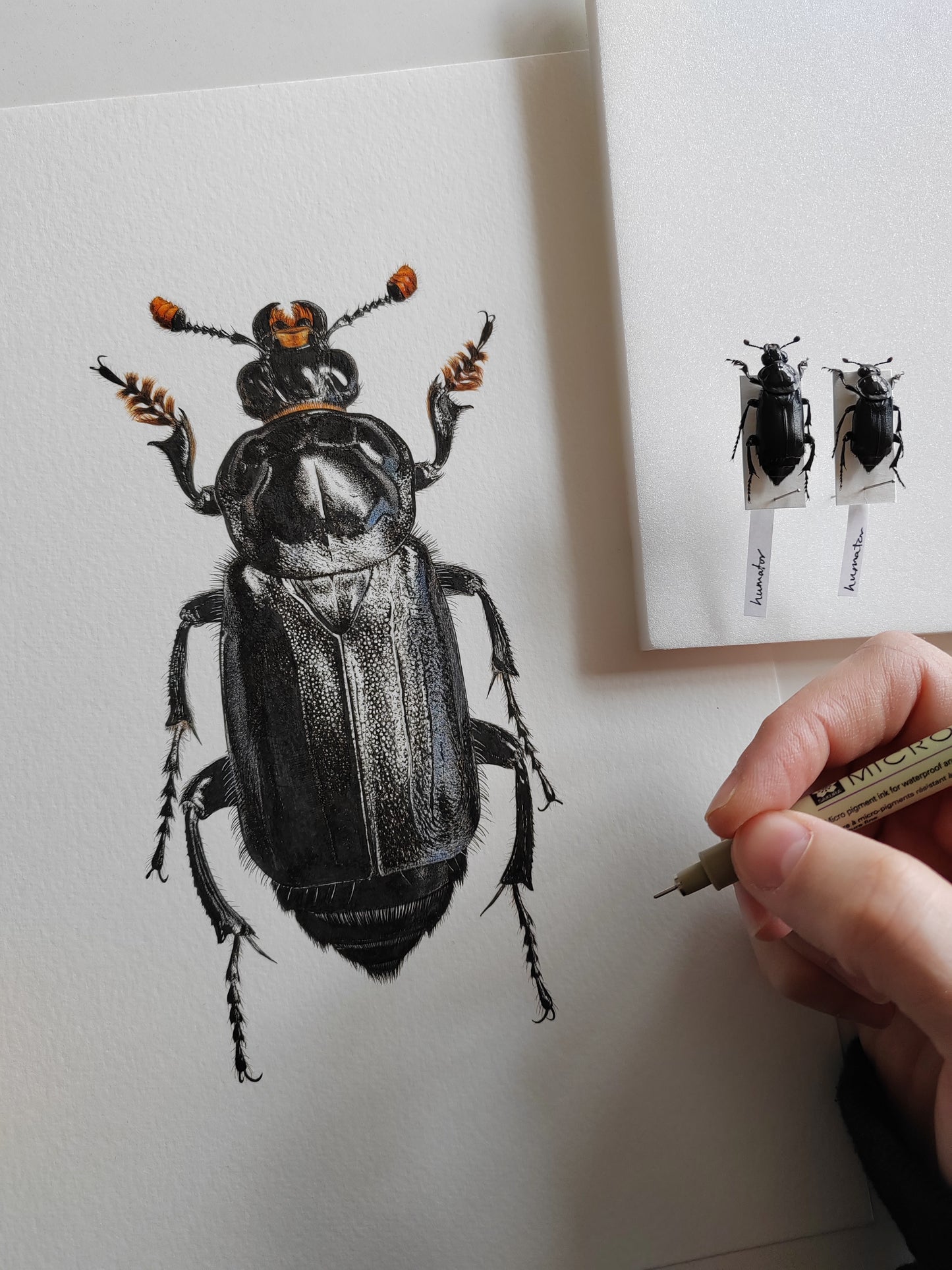 Nicrophorus - British species A3 size limited edition art print. Burying beetles, sexton beetles