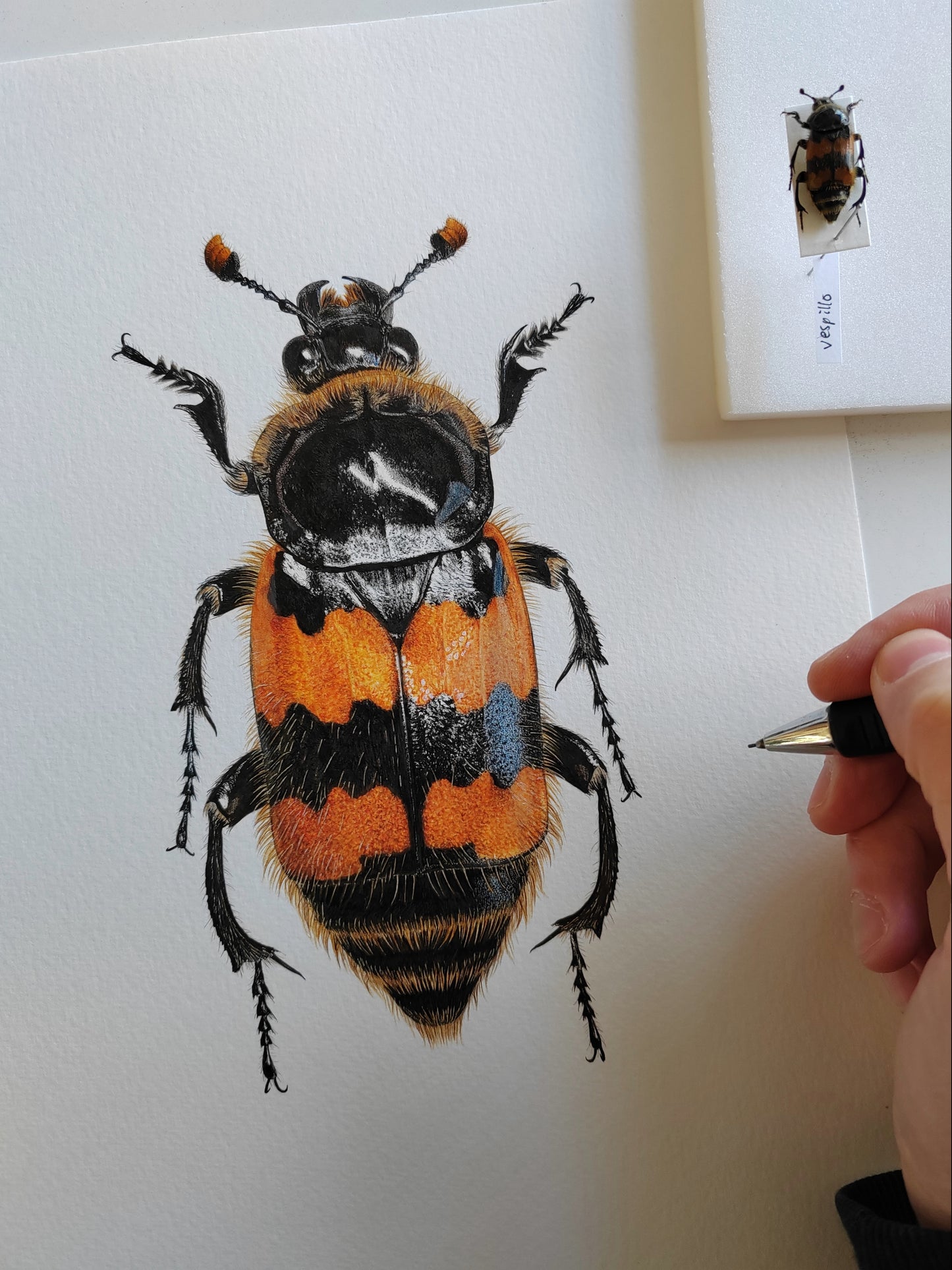 Nicrophorus - British species A3 size limited edition art print. Burying beetles, sexton beetles