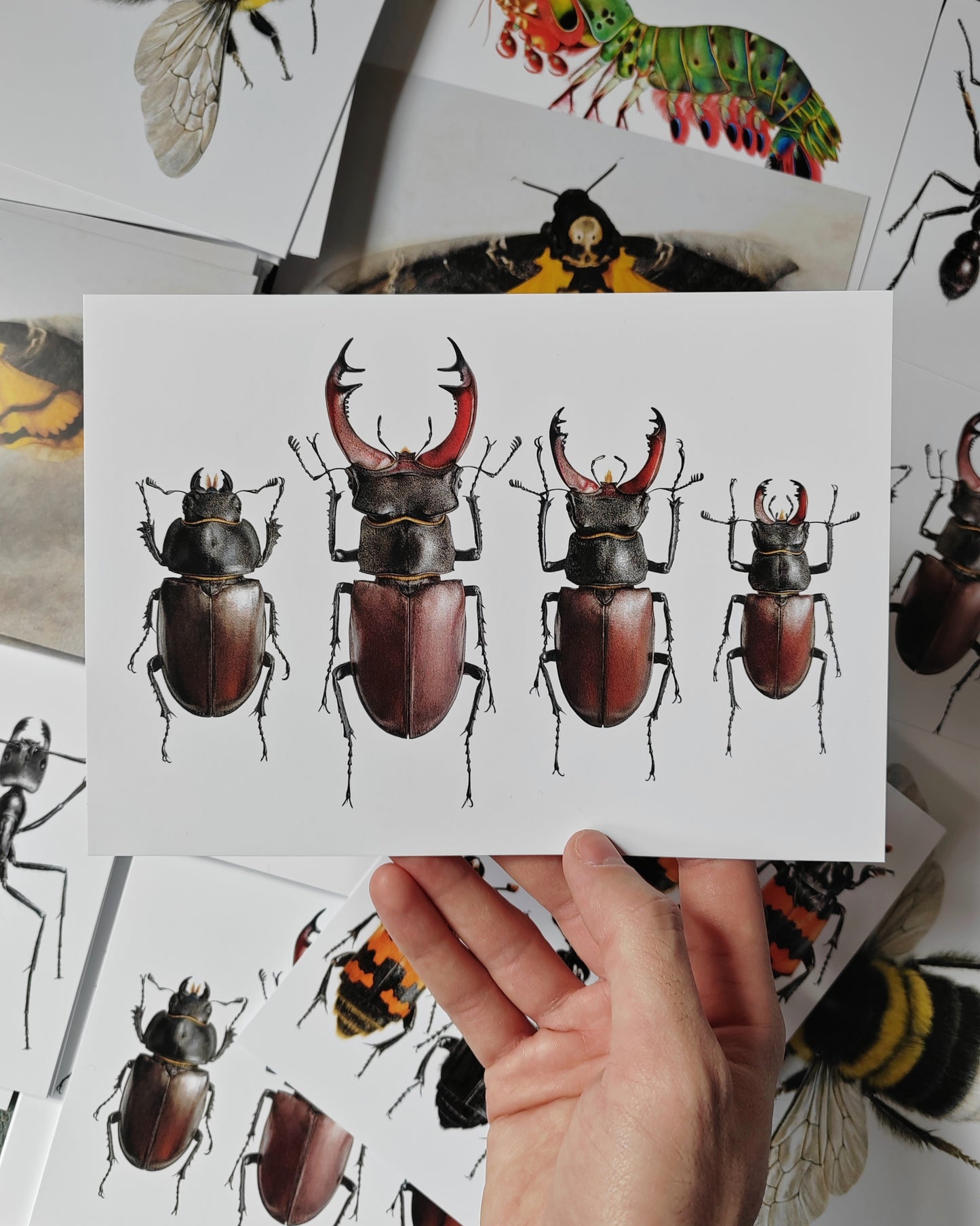 A5 size Giant Postcard - Lucanus cervus illustrations, British specimens, female and males
