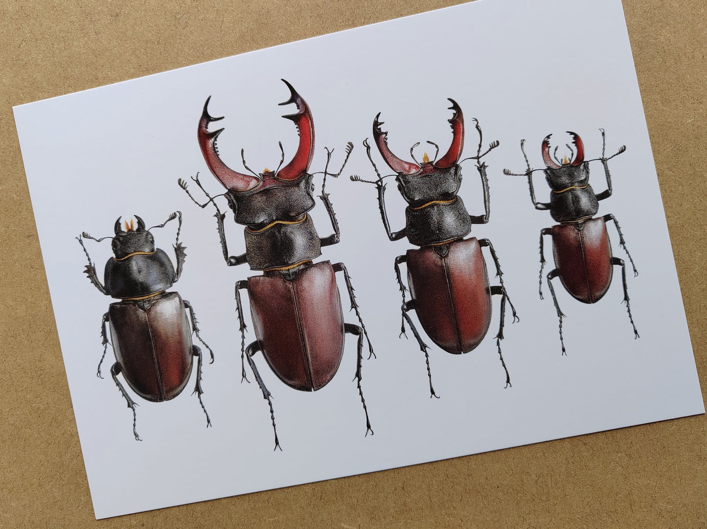 A5 size Giant Postcard - Lucanus cervus illustrations, British specimens, female and males