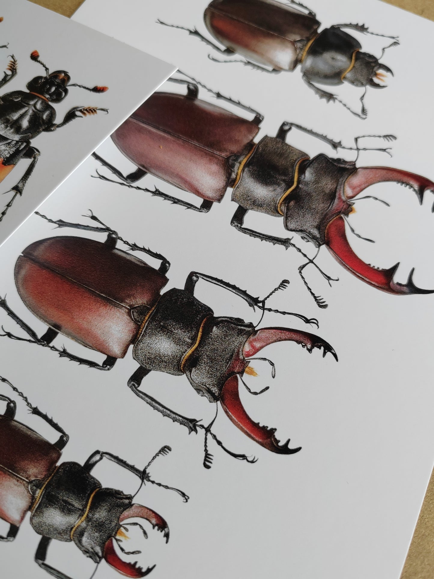 A5 size Giant Postcard - Lucanus cervus illustrations, British specimens, female and males
