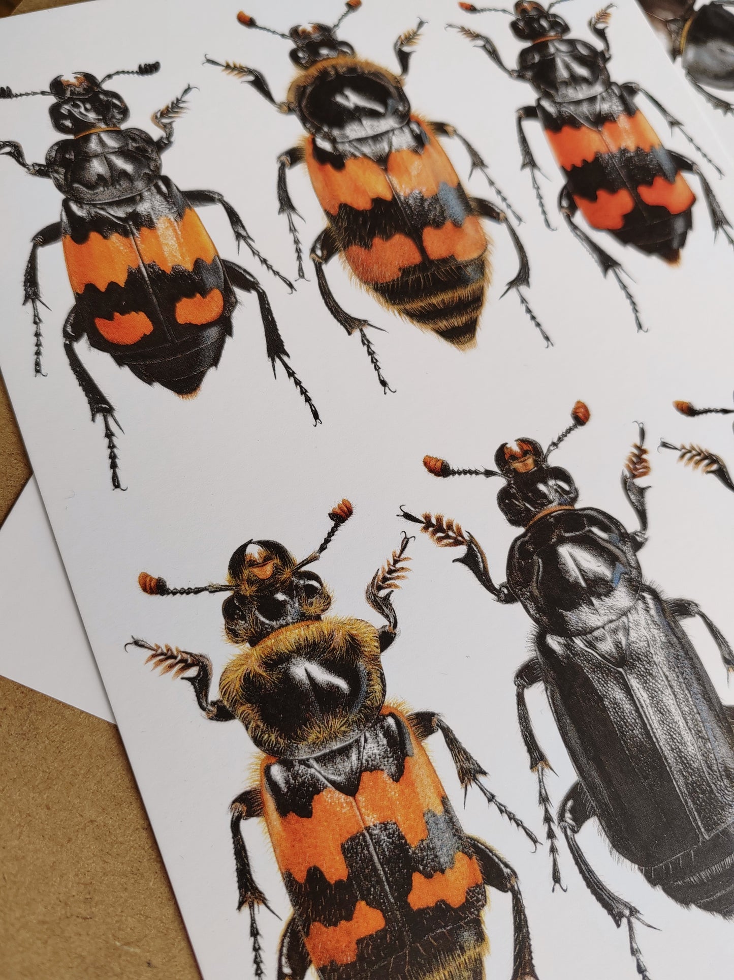 A5 size Giant Postcard - British Nicrophorus species, burying beetles (sexton beetles)