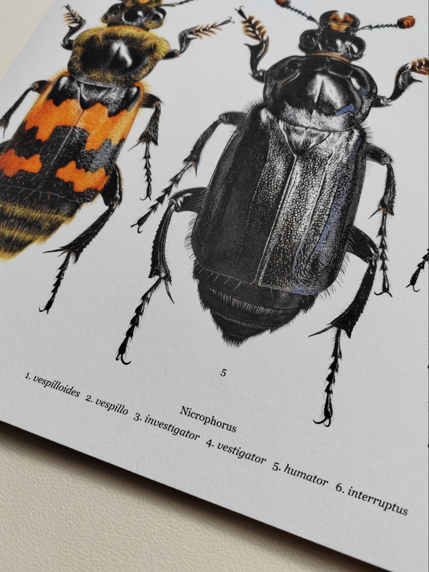 Nicrophorus - British species A3 size limited edition art print. Burying beetles, sexton beetles